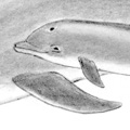 Delfin med unge, steg 4