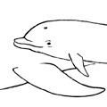 Delfin med unge, steg 3